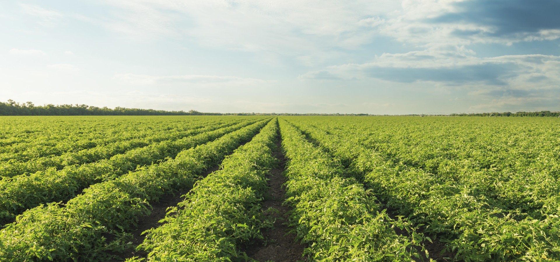 Solan - an Avebe company