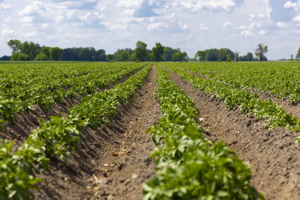 Kontraktacja dla plantatorów ziemniaków - sezon 2025